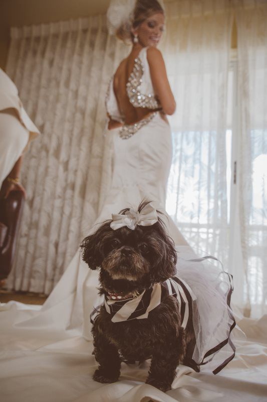 dog as flower girl in wedding
